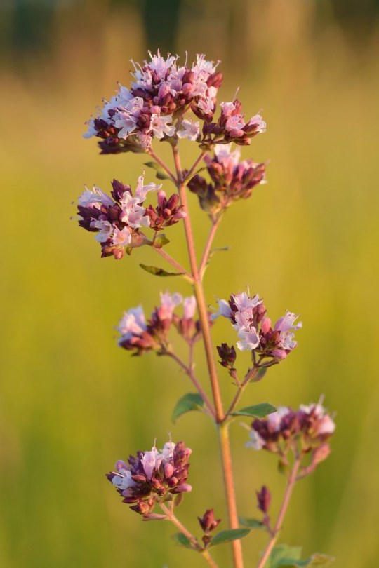 Közönséges szurokfű - Vad majoránna, Origanum vulgare, fűszernövény, fűszer
